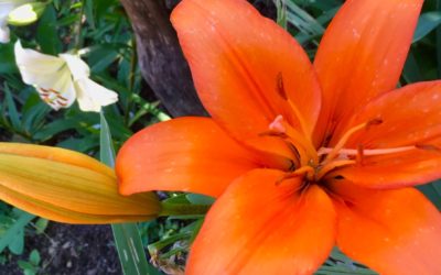 #CRPS: Pause In Your Pain